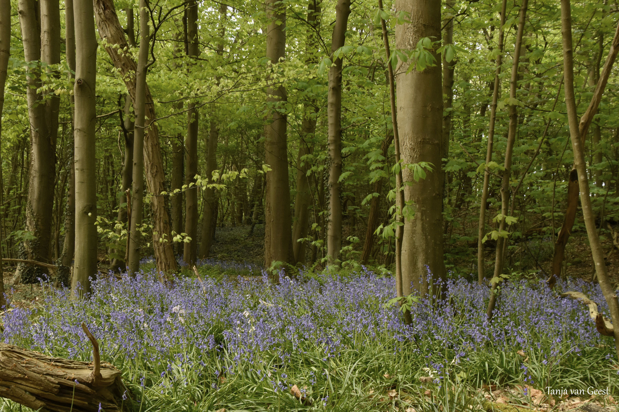 Nikon D5500 sample photo. Wild hyacinth in the forest photography