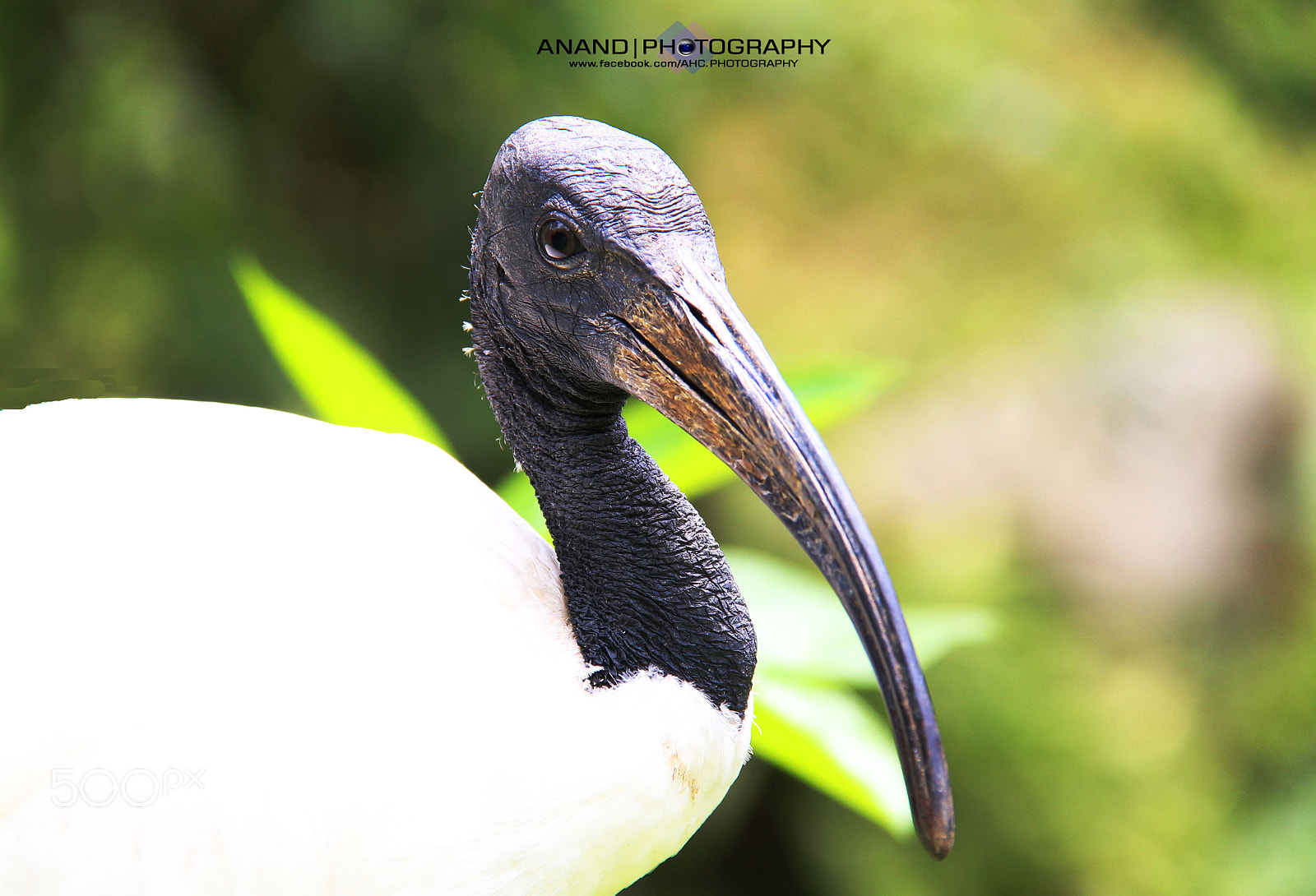 Canon EOS 100D (EOS Rebel SL1 / EOS Kiss X7) sample photo. African sacred ibis photography