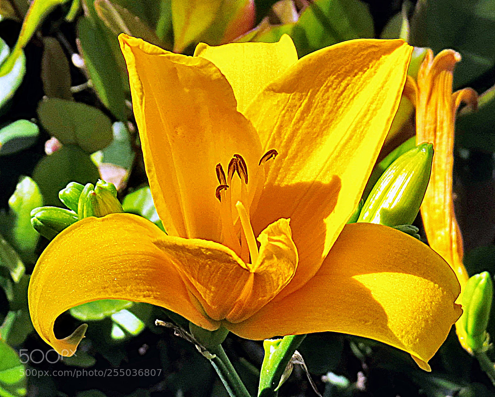 Canon PowerShot SX50 HS sample photo. Gold flower photography