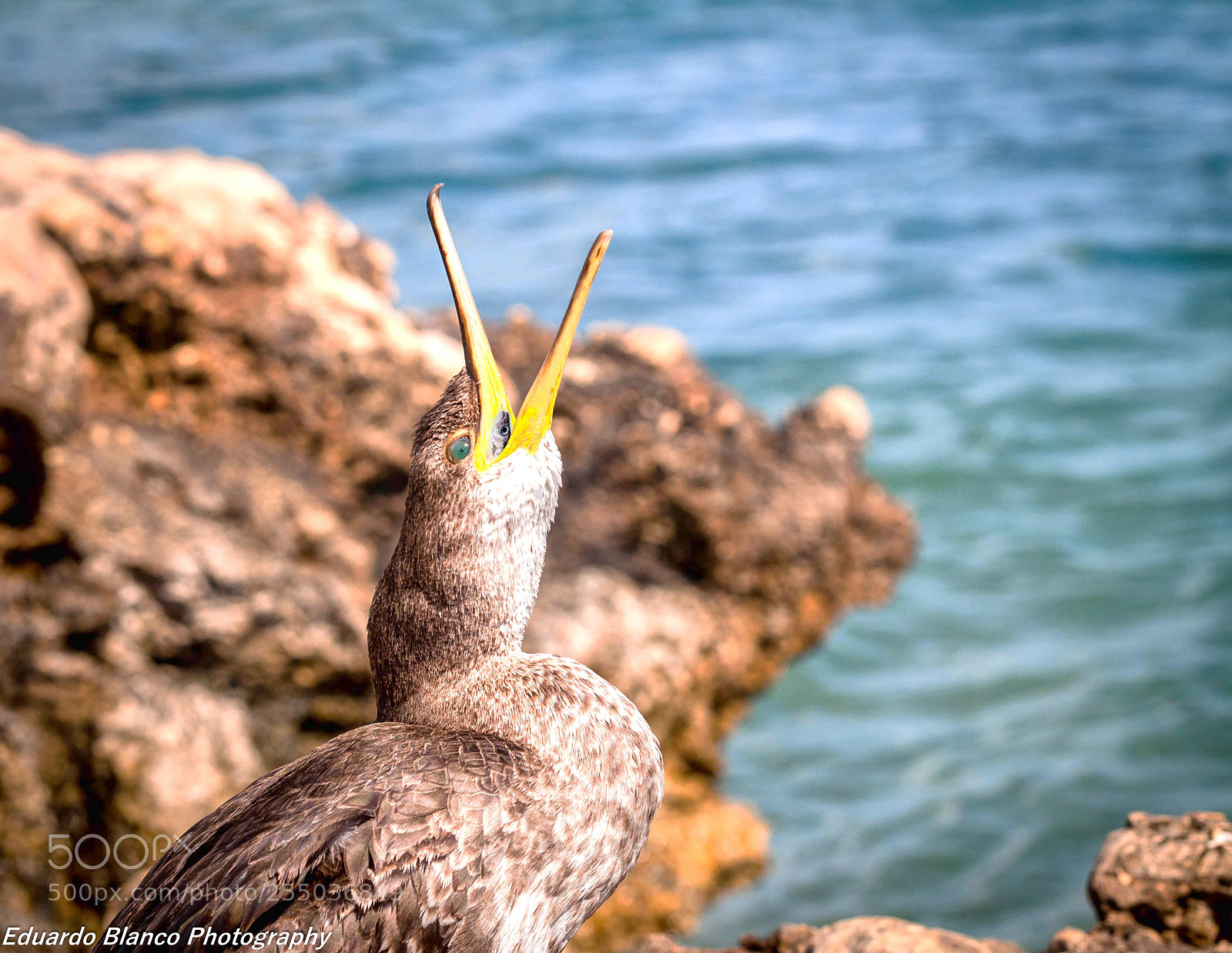Nikon D90 sample photo. The cormorant snack photography
