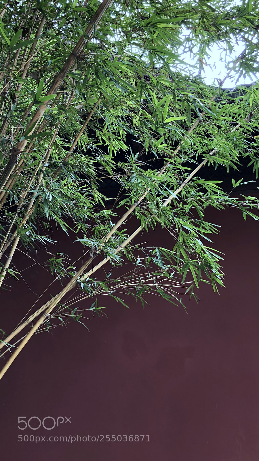 Apple iPhone X sample photo. Bamboo & red wall photography