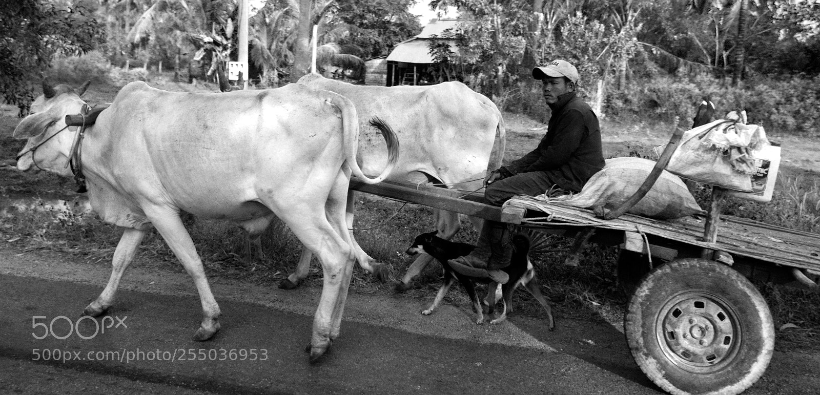 Nikon D7200 sample photo. Khmer farmer and ox photography