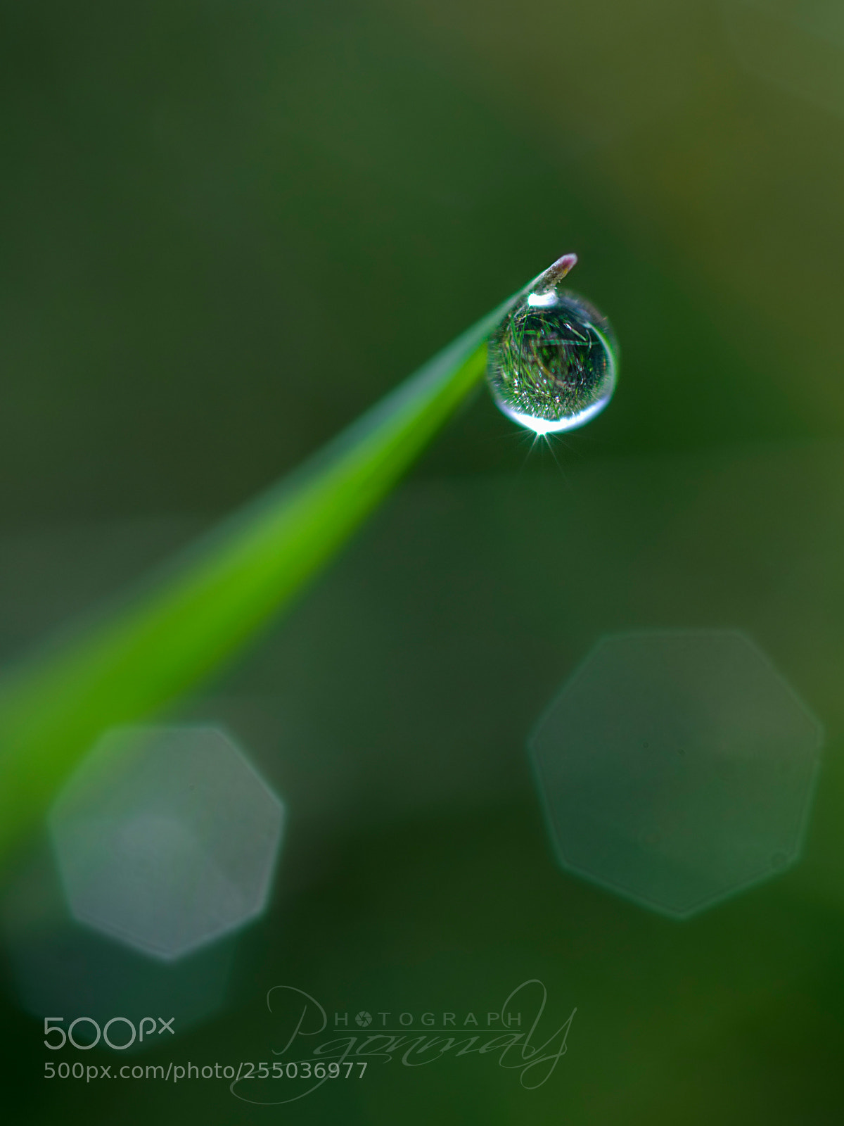 Nikon D7000 sample photo. Dew drop photography