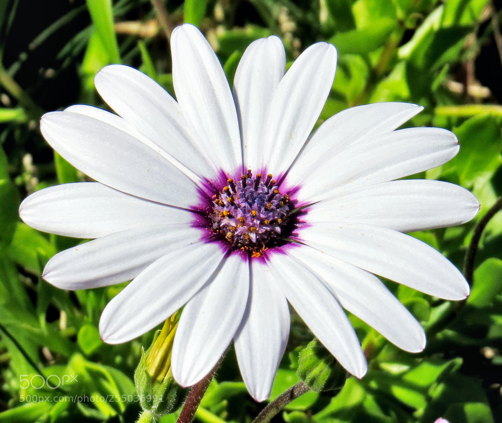 Canon PowerShot SX50 HS sample photo. White and purple daisy photography