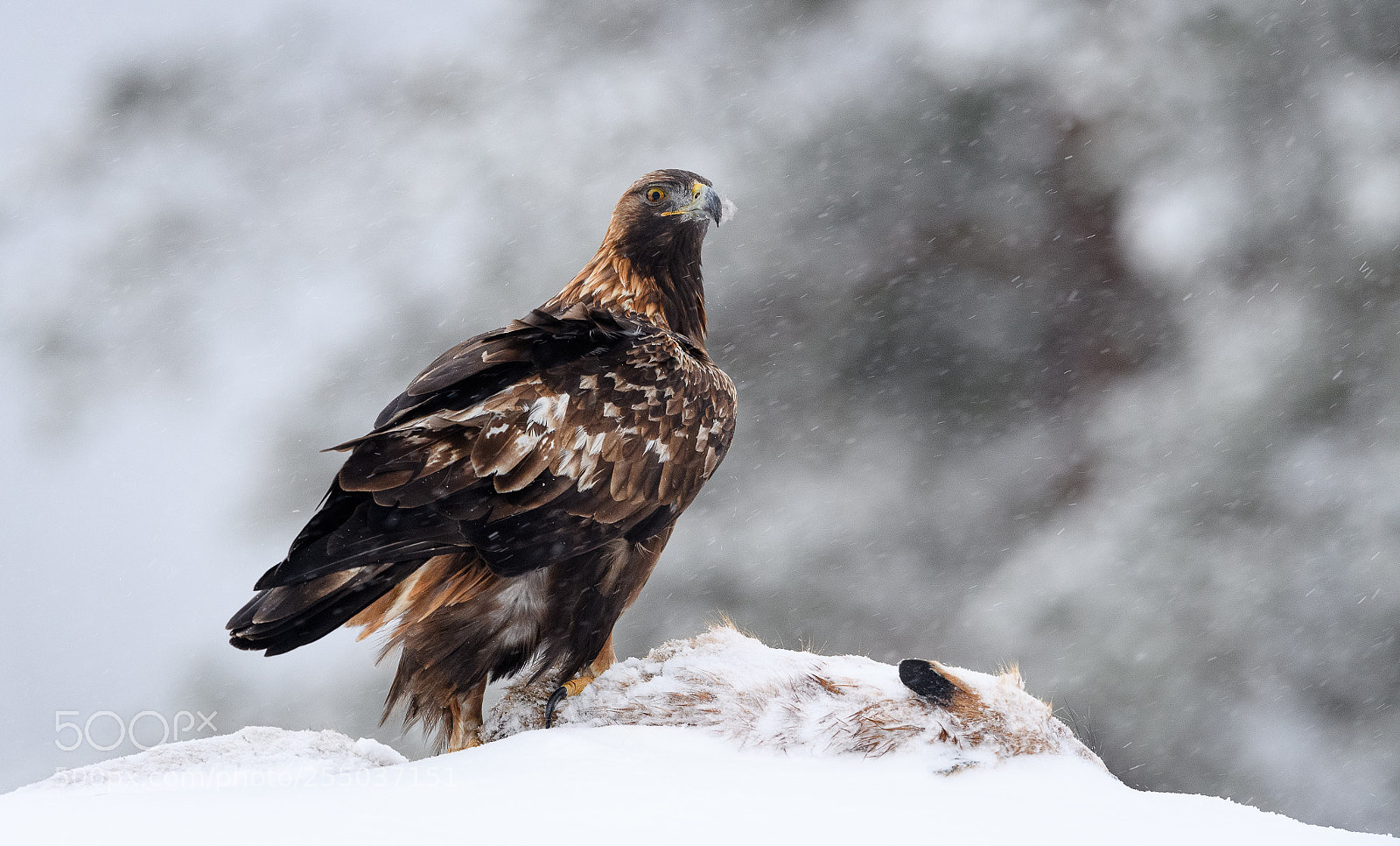 Nikon D5 sample photo. Golden eagle photography