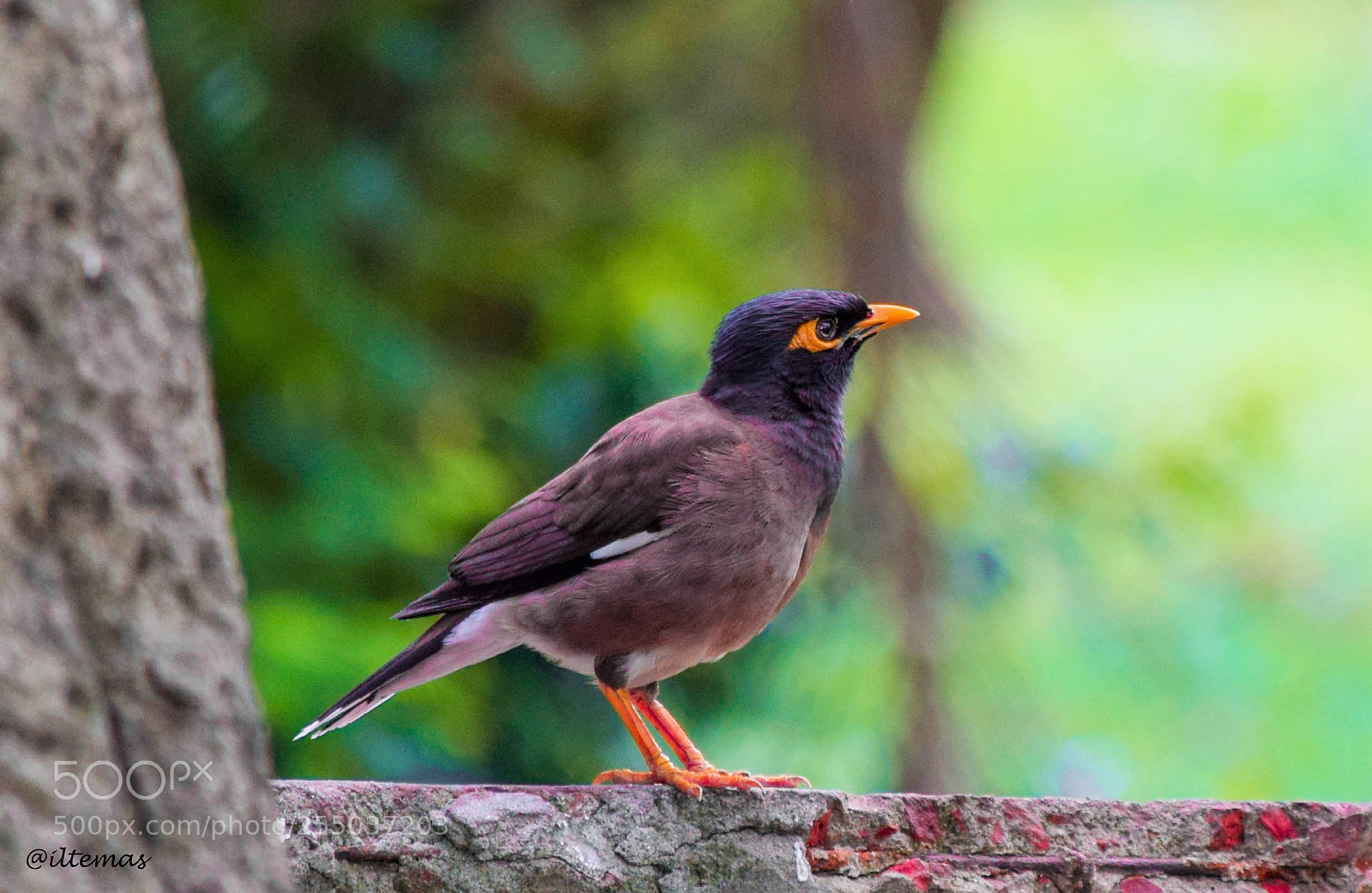 Nikon D5300 sample photo. Common myna photography