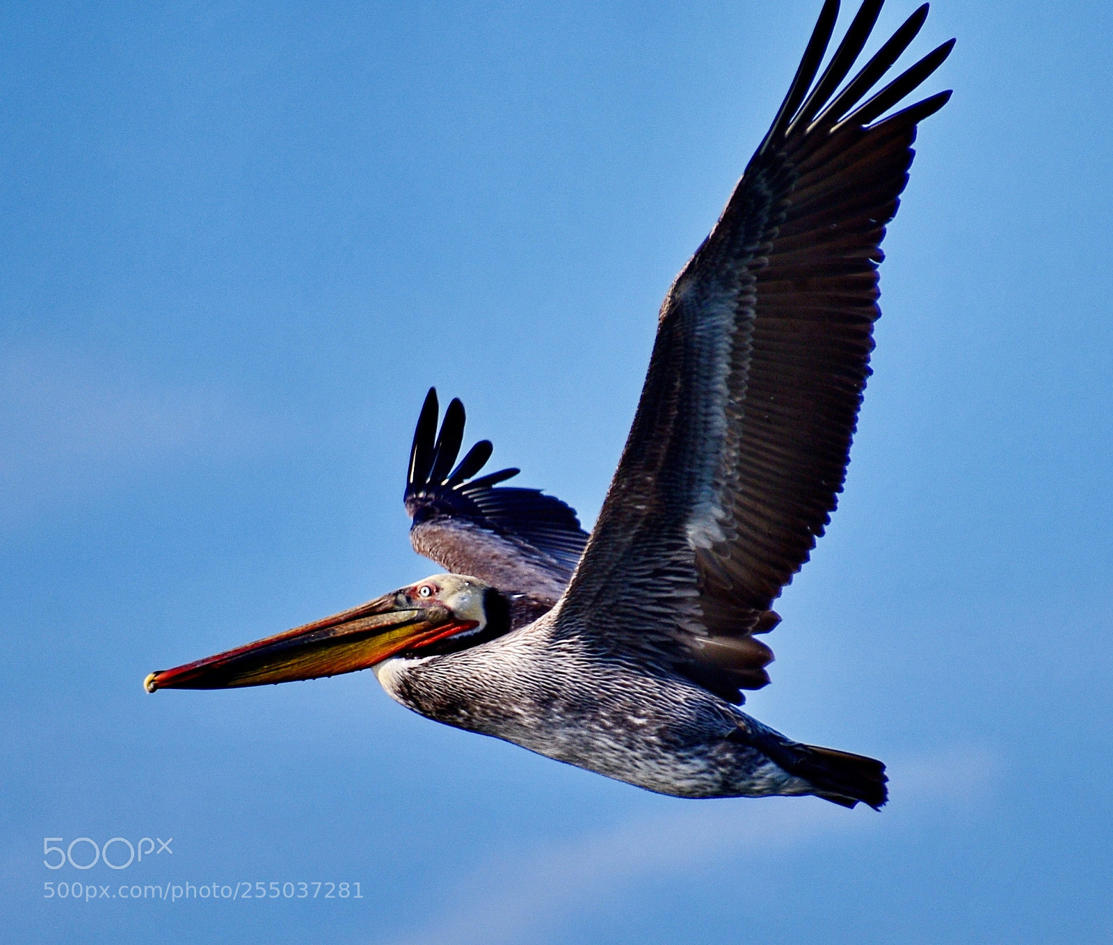 Nikon D7200 sample photo. Pelican flying across marina photography