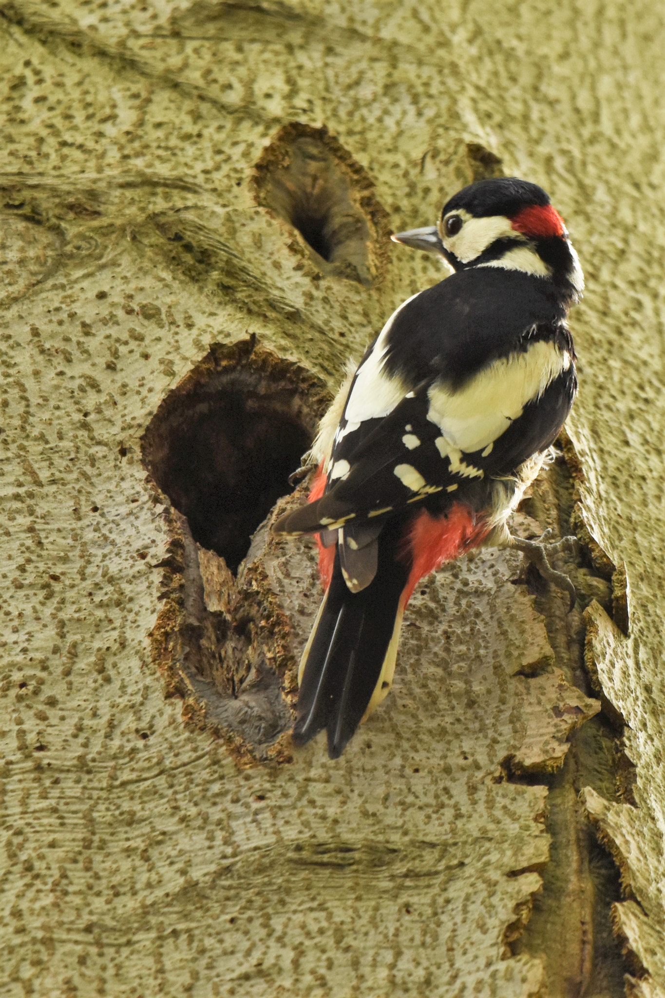 Nikon D5500 + Sigma 150-600mm F5-6.3 DG OS HSM | C sample photo. Great spotted woodpecker (male) photography