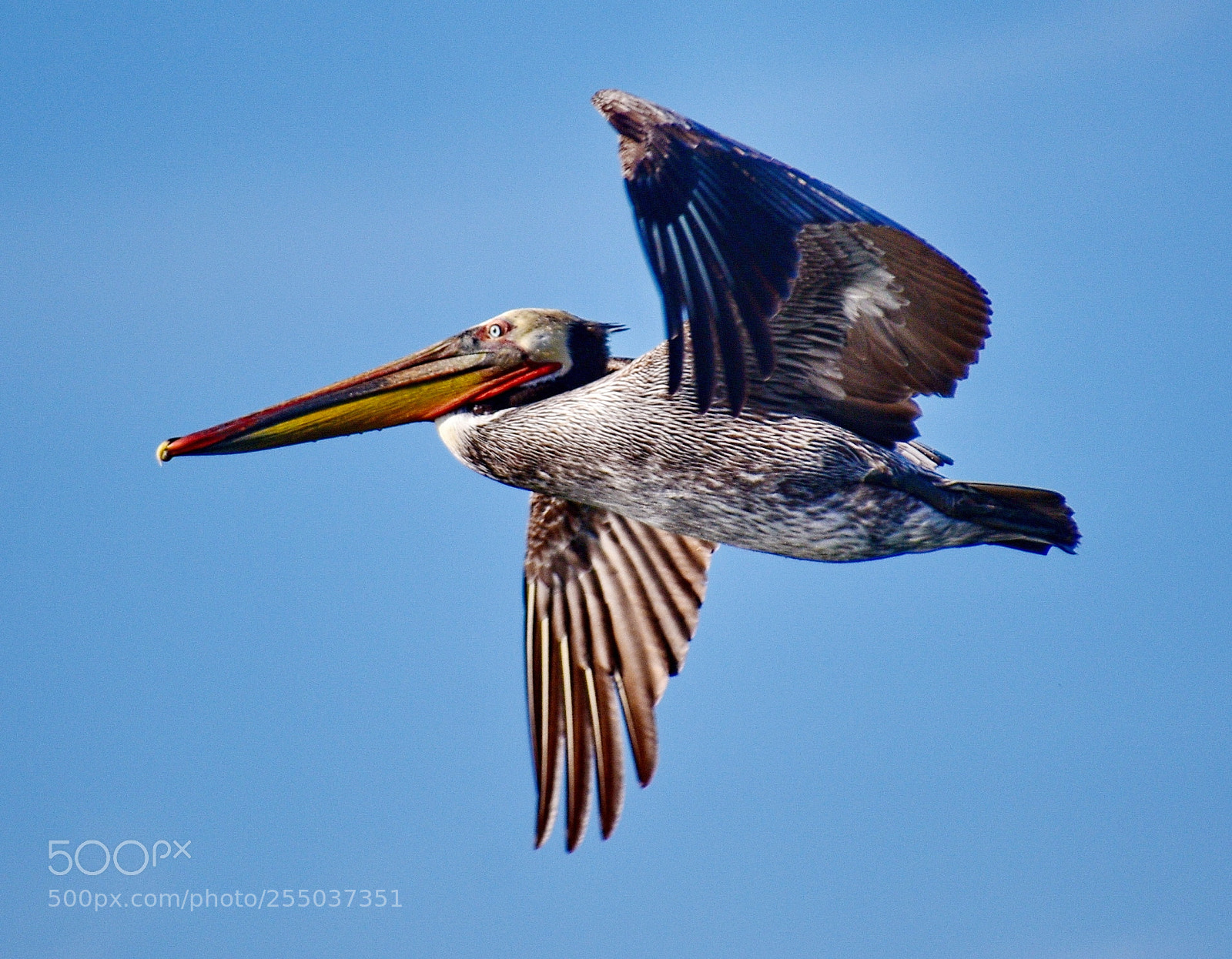 Nikon D7200 sample photo. Pelican flying across marina photography