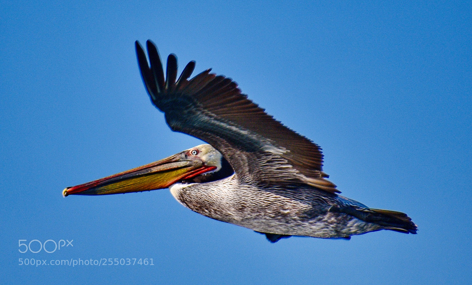 Nikon D7200 sample photo. Pelican flying across marina photography