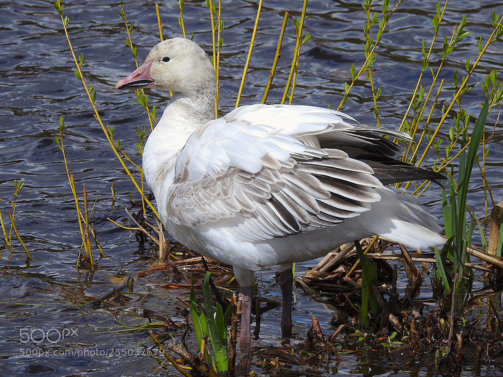 Nikon Coolpix P900 sample photo. Snow goose photography