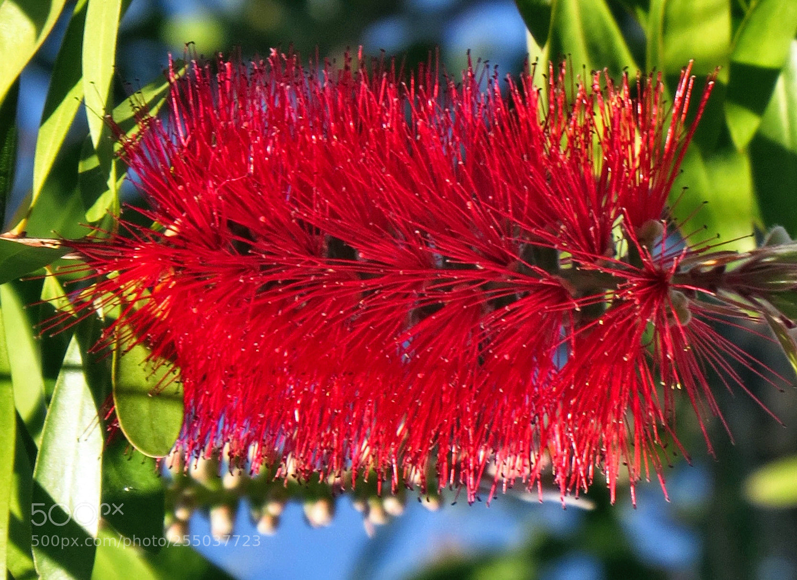 Canon PowerShot SX50 HS sample photo. Red bush flower photography