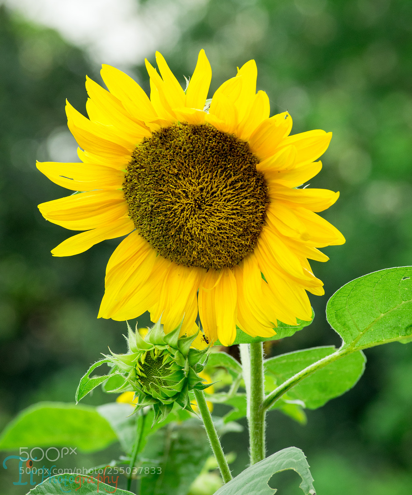 Nikon D5300 sample photo. Sunflower photography
