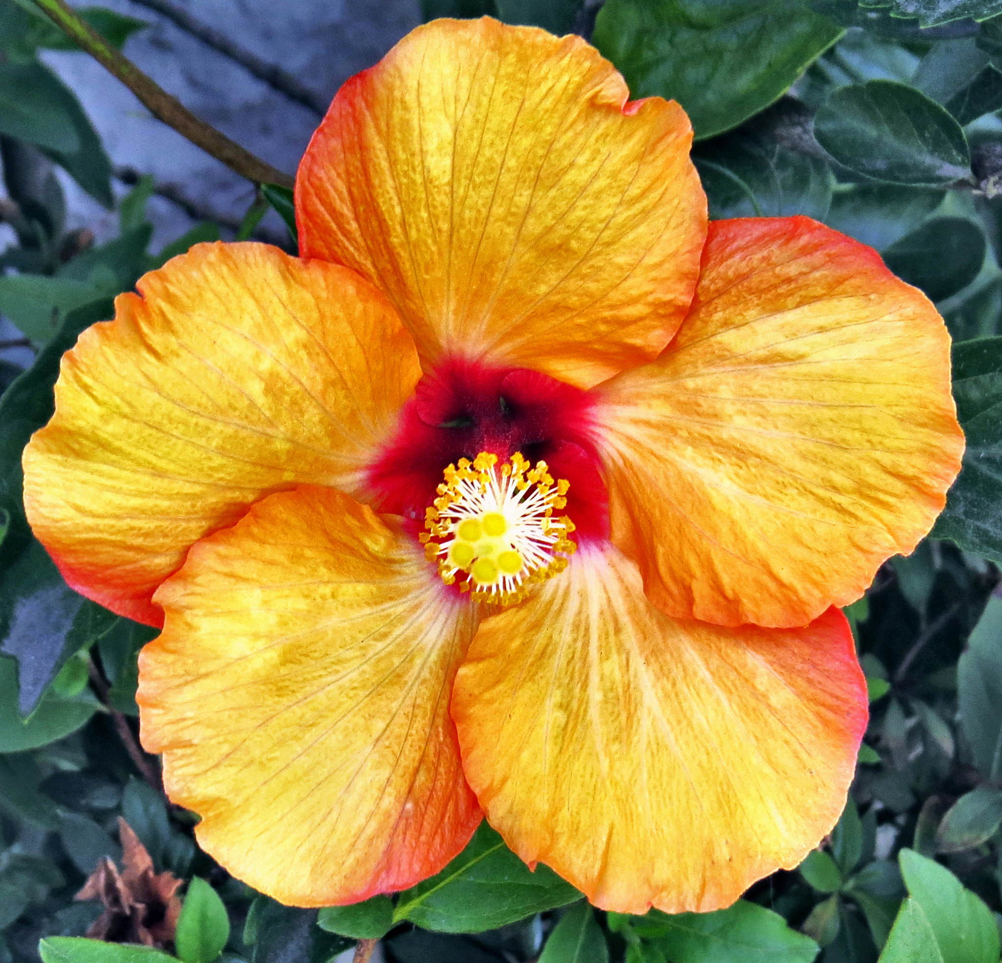 4.3 - 215.0 mm sample photo. Gold hibiscus flower photography