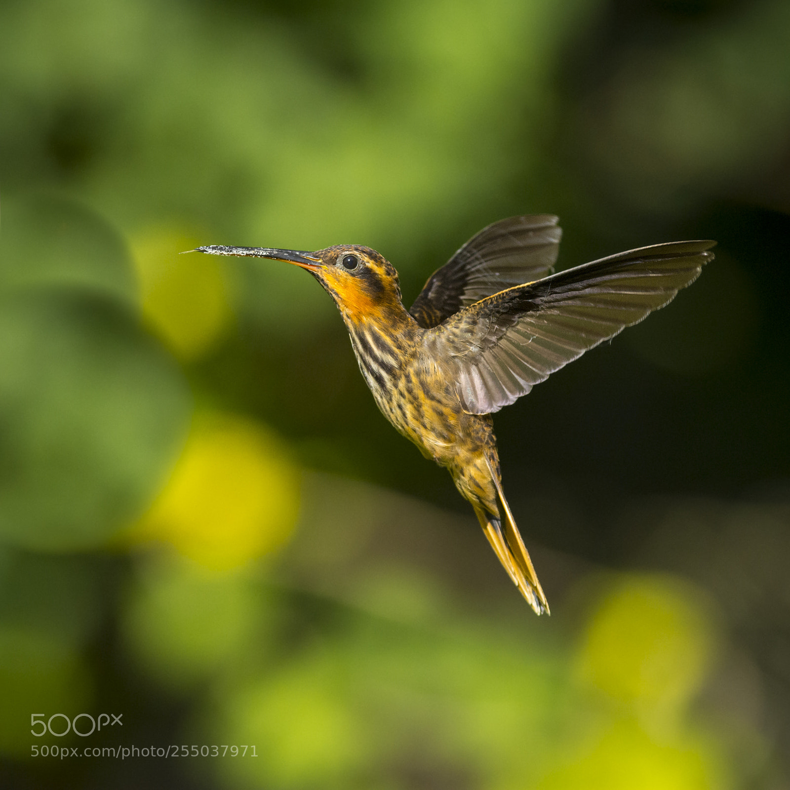 Nikon D7200 sample photo. Saw-billed hermit photography