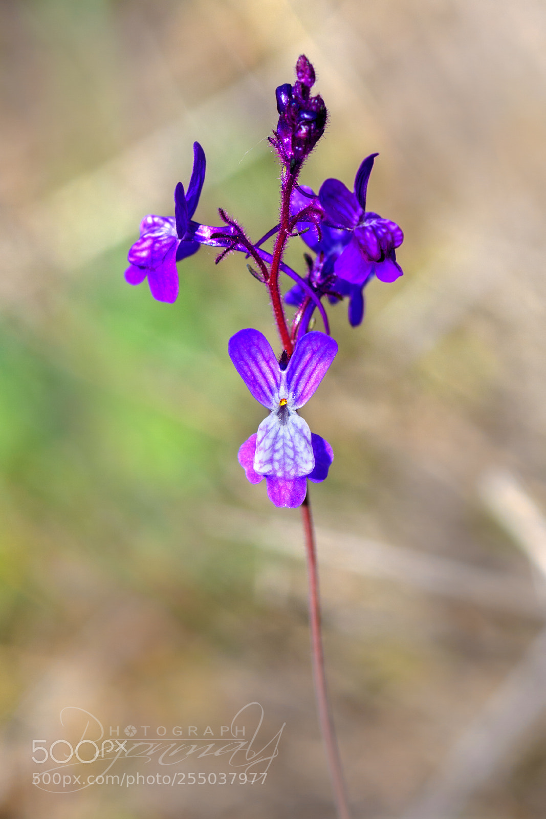 Nikon D7000 sample photo. Linaria elegans photography
