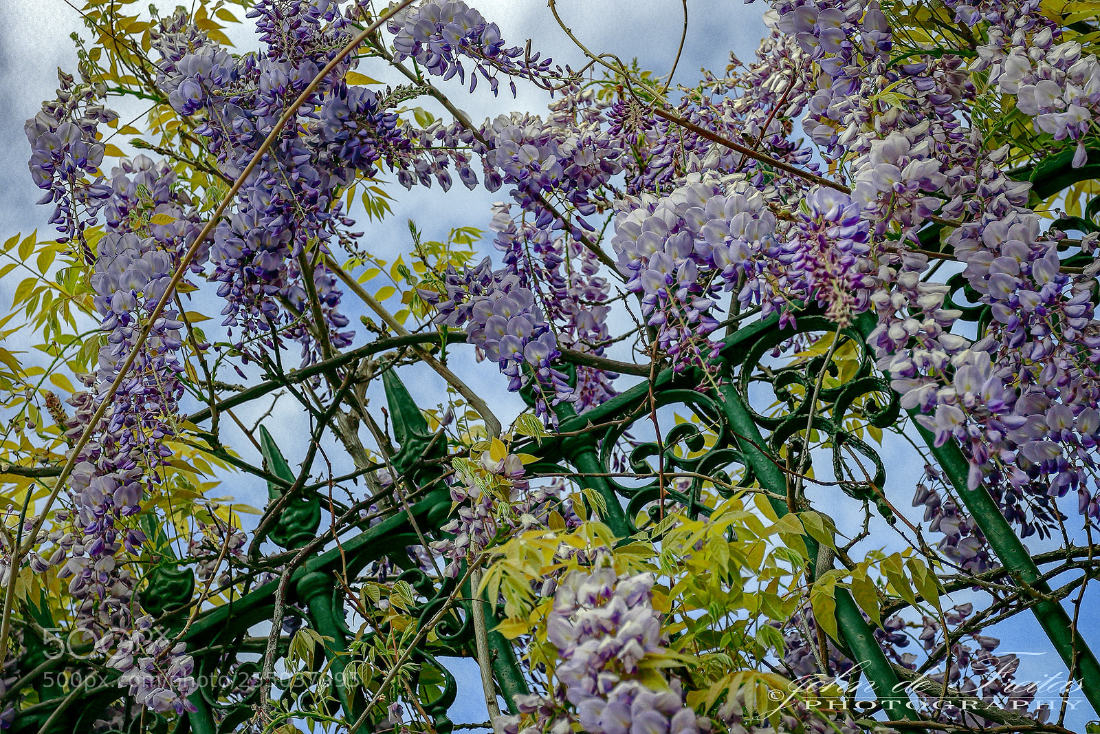Canon EOS 5D Mark II sample photo. Wisteria photography