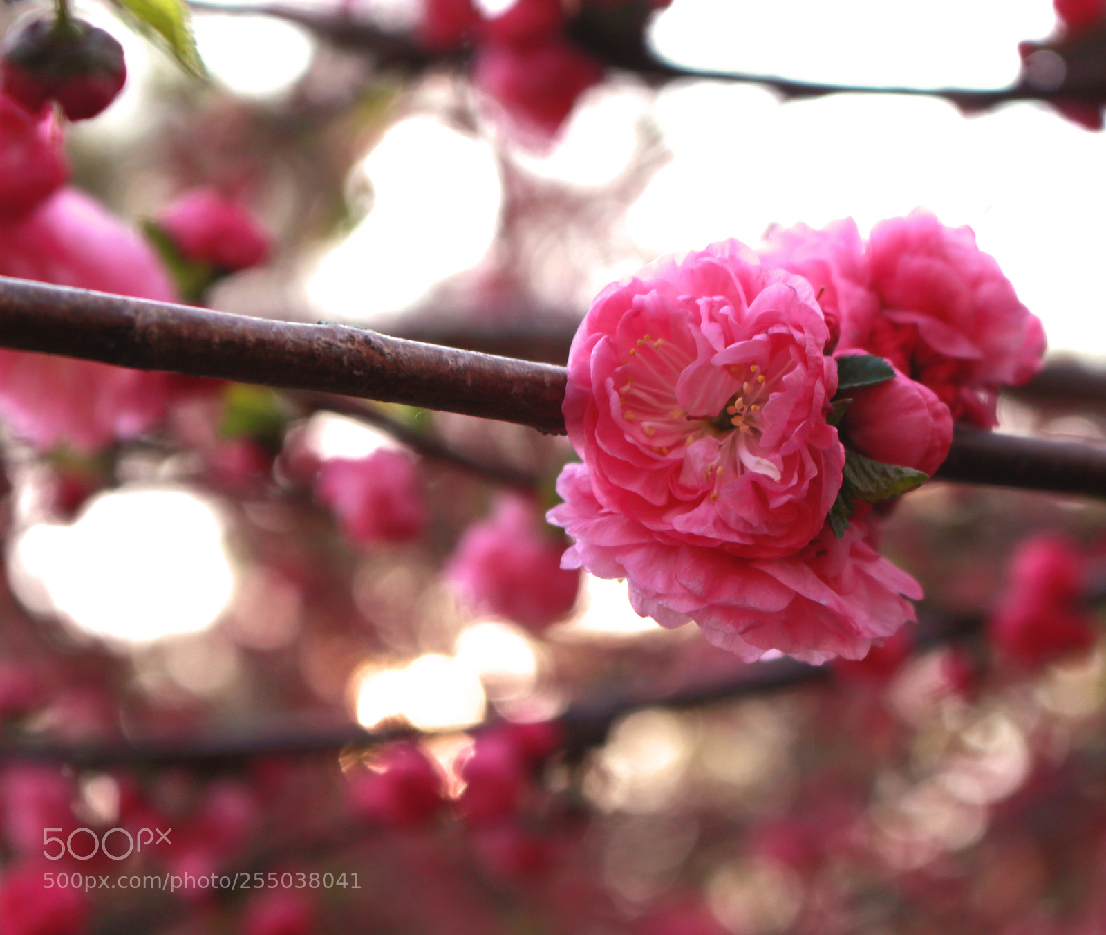 Canon EOS 700D (EOS Rebel T5i / EOS Kiss X7i) sample photo. Untitled photography