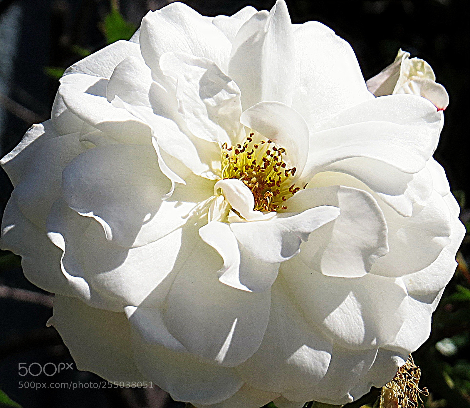 Canon PowerShot SX50 HS sample photo. White carnation flower photography