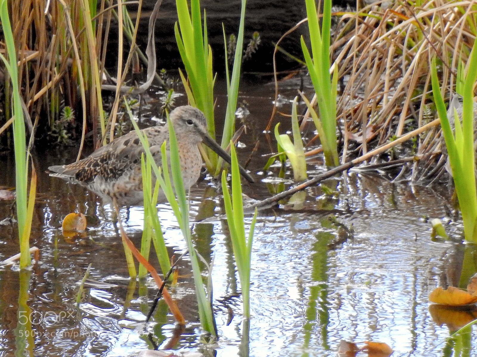 Nikon Coolpix P900 sample photo. Dowitcher photography