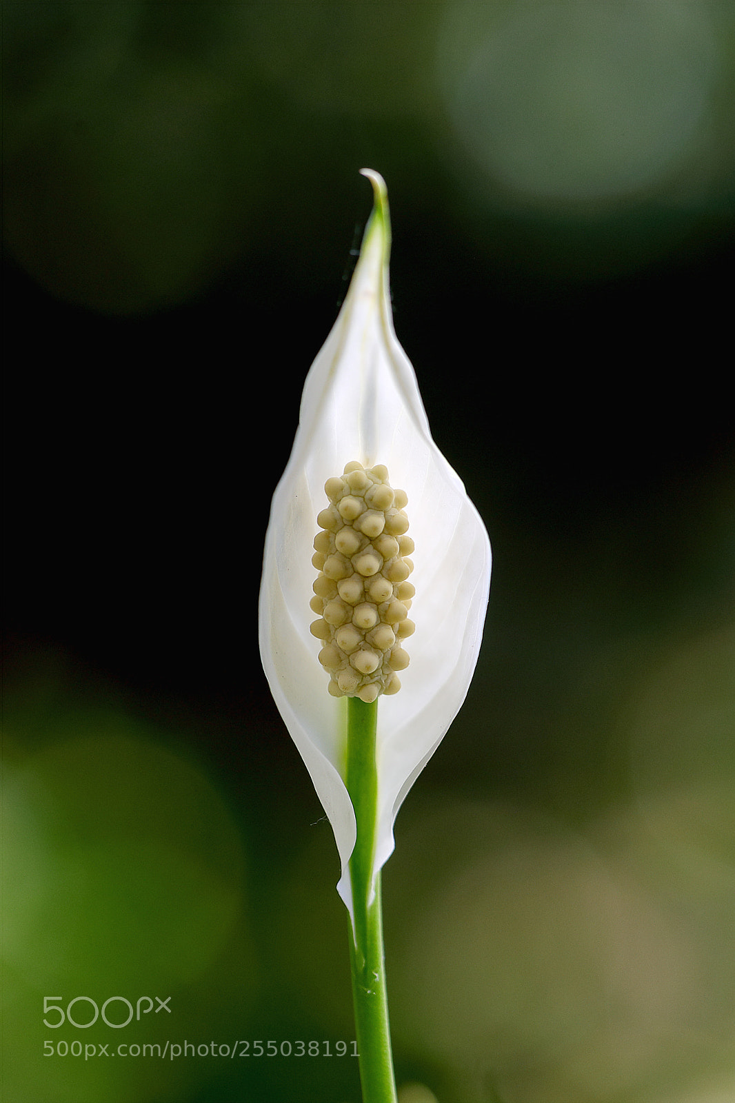 Canon EOS-1D X Mark II sample photo. 白鹤芋 photography