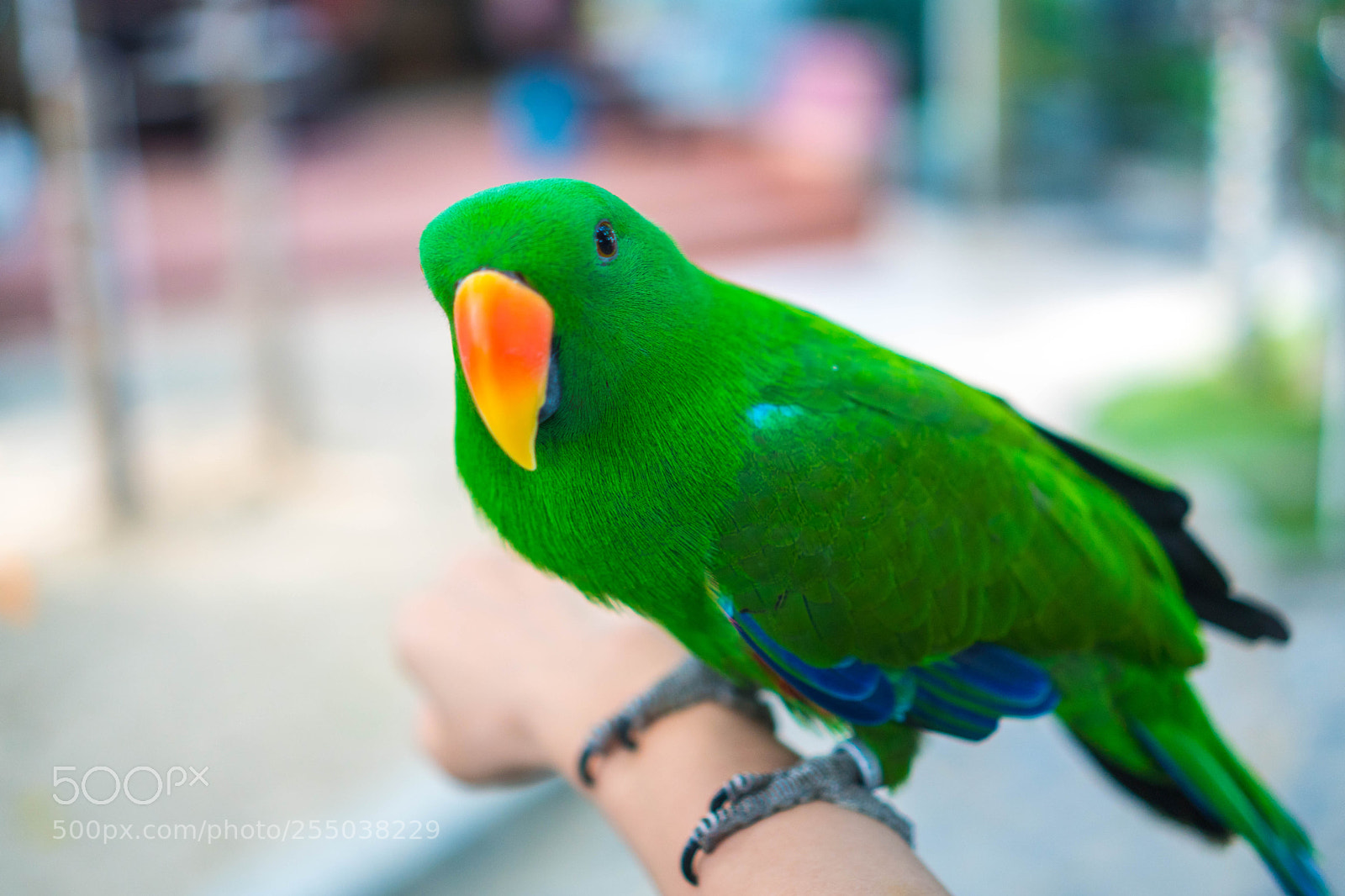 Sony a6500 sample photo. A photography