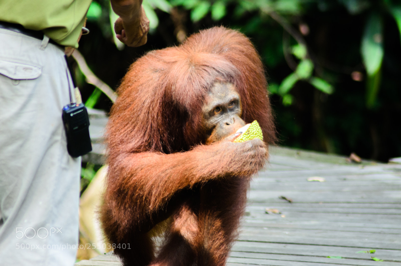 Nikon D7000 sample photo. Orang utan, semenggoh nature photography