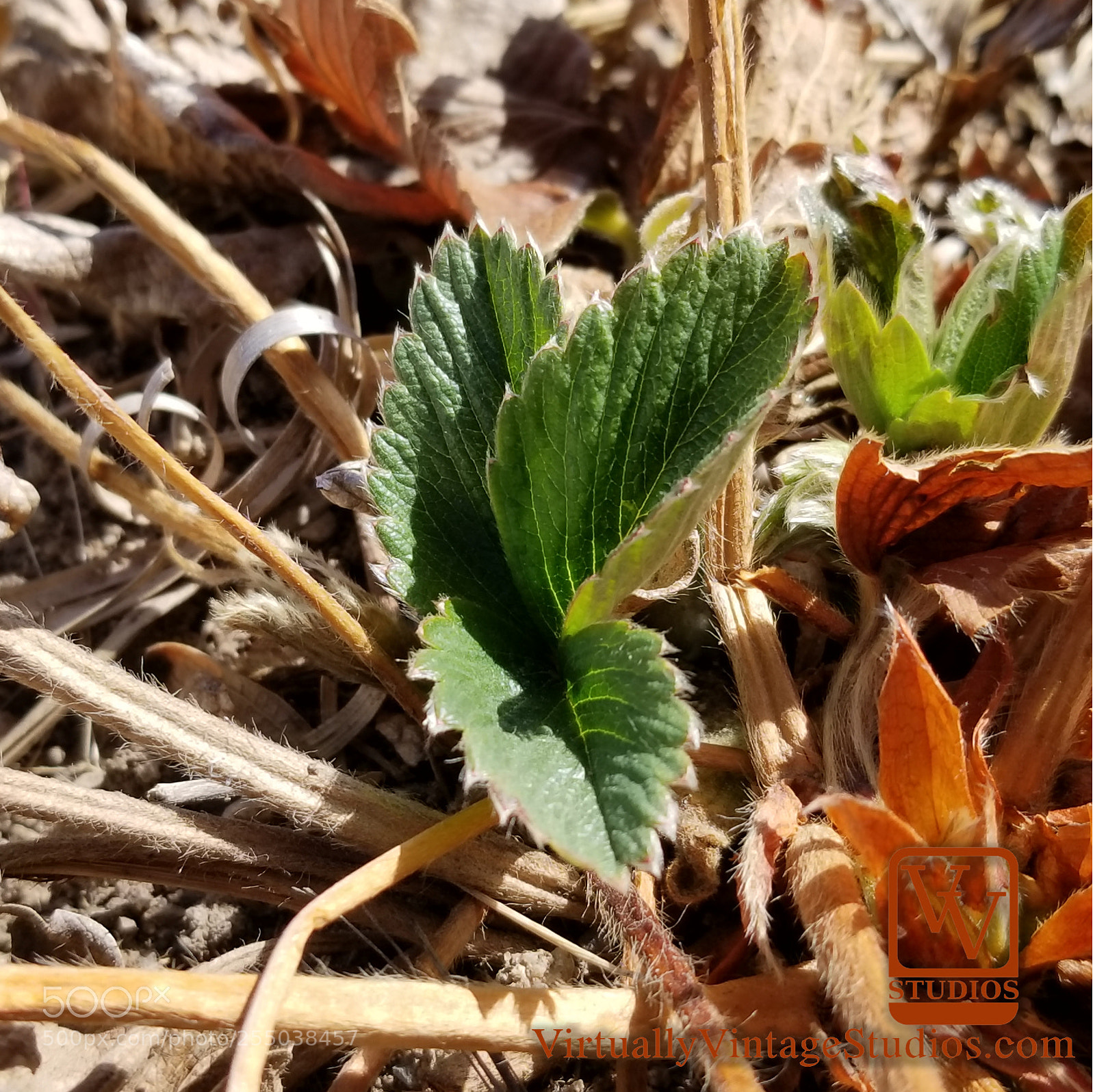 Samsung Galaxy S8 sample photo. Early strawberry leaves photography