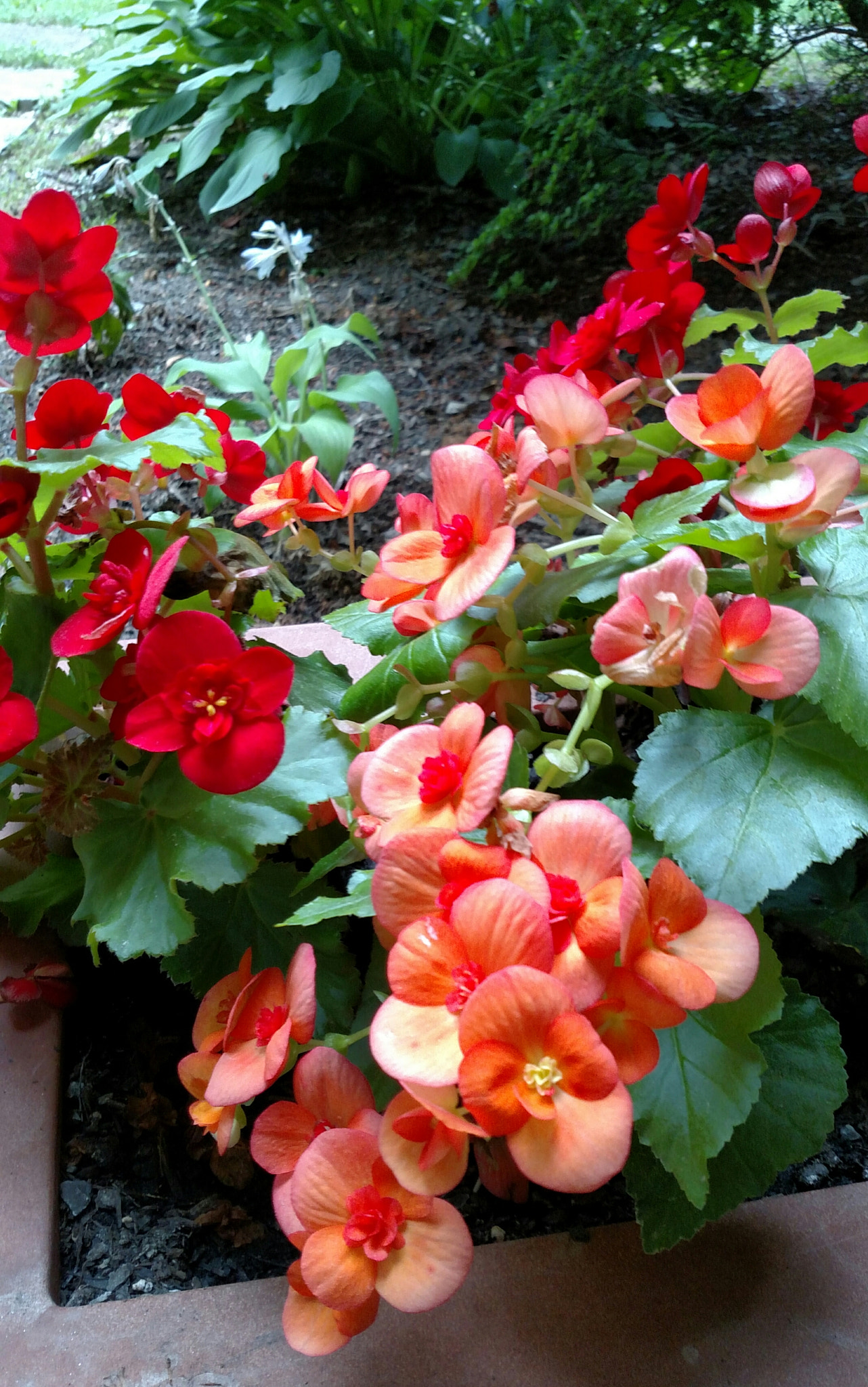 Motorola Droid Turbo sample photo