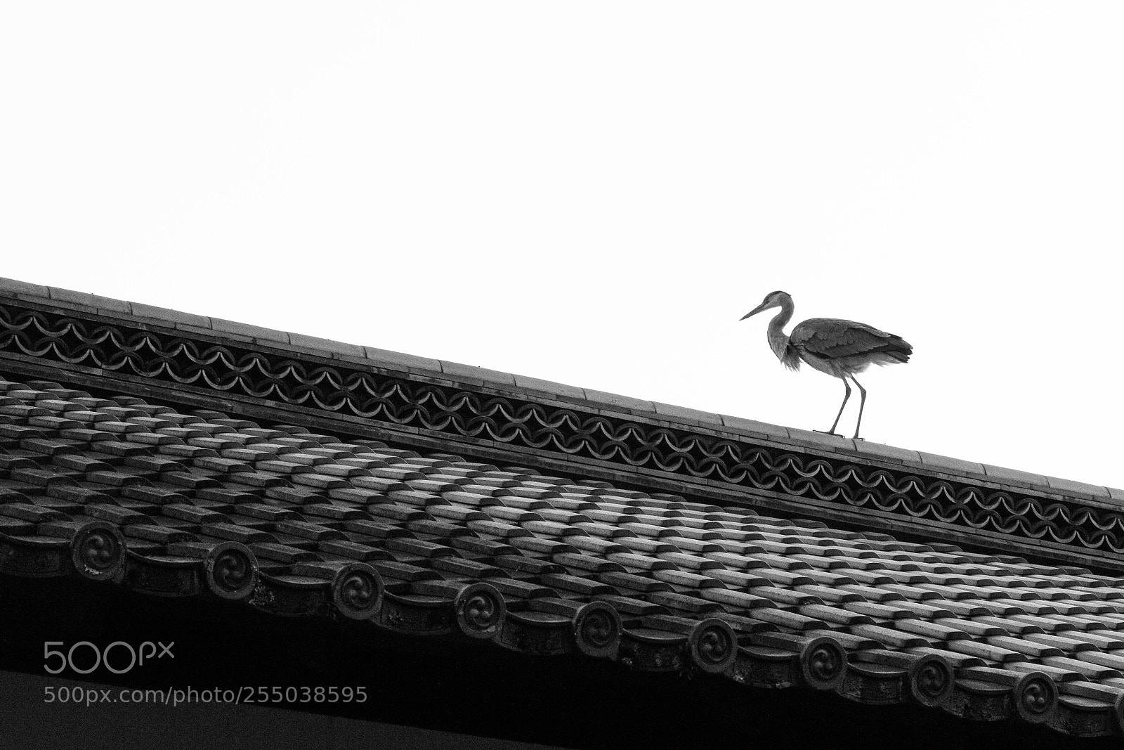 Canon EOS 600D (Rebel EOS T3i / EOS Kiss X5) sample photo. Heron on roof photography