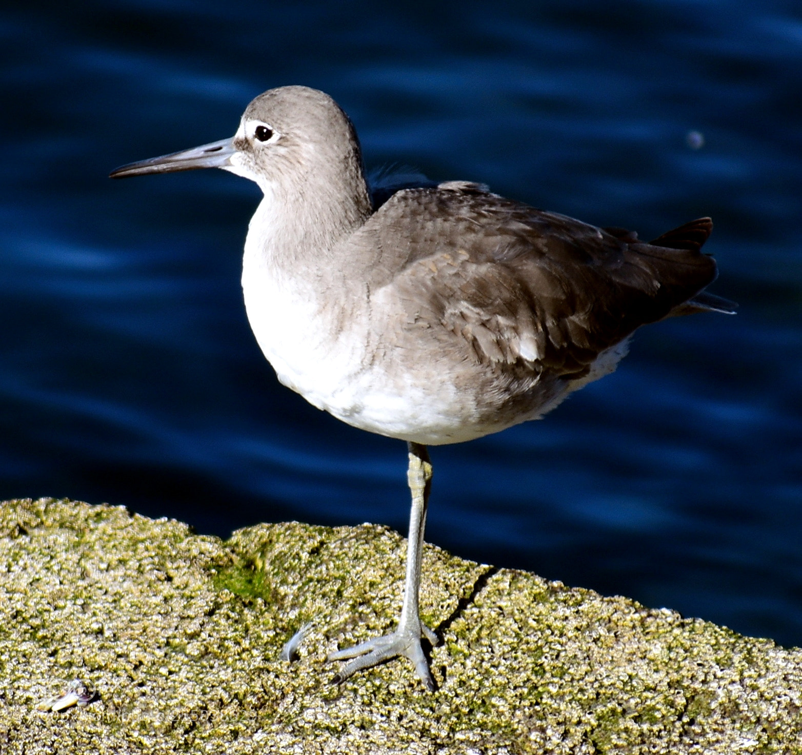 Nikon D7200 sample photo. Grey bird watching the photography