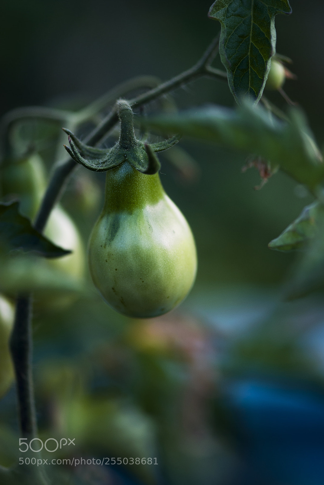 Nikon D60 sample photo. Green pear tomato on photography