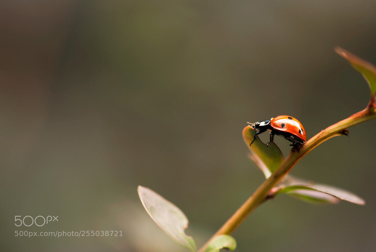 Nikon D60 sample photo. Ladybug on fall barberry photography