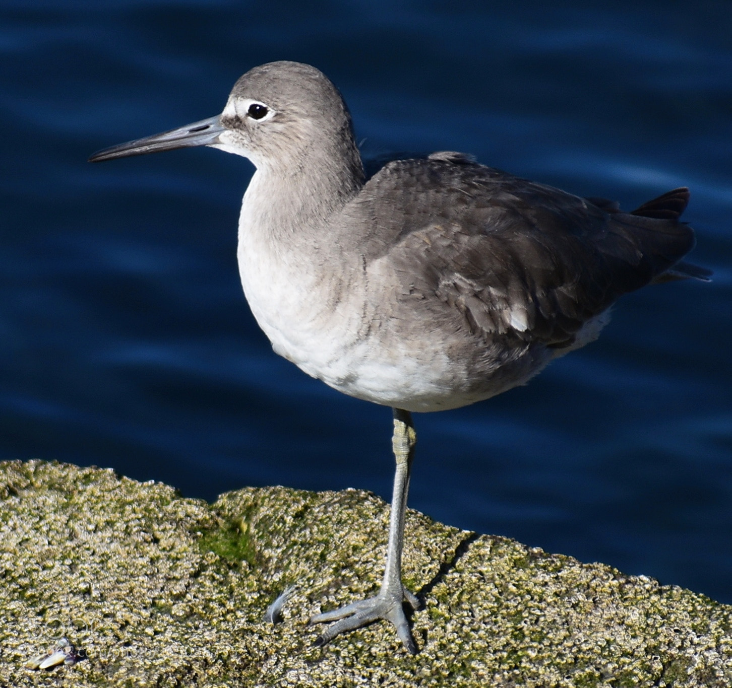 Nikon D7200 sample photo. Grey bird watching the photography