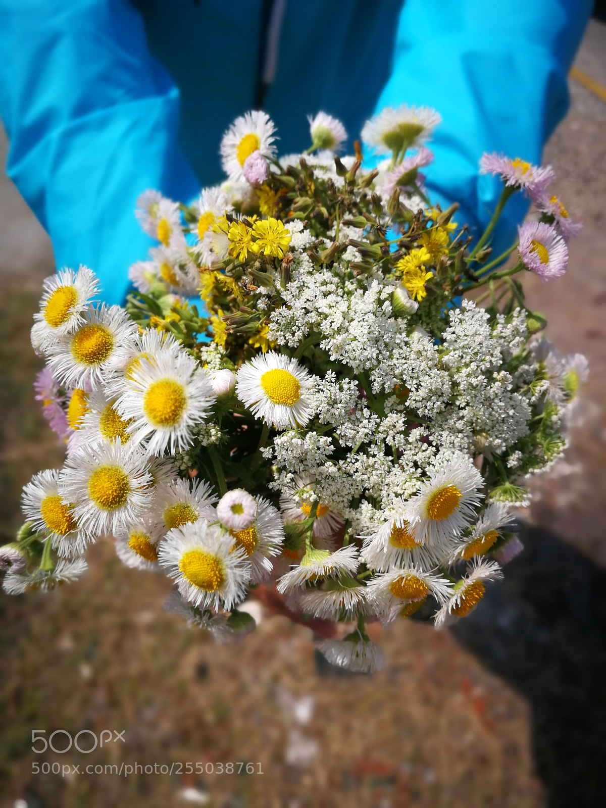 HUAWEI P10 sample photo. Untitled photography