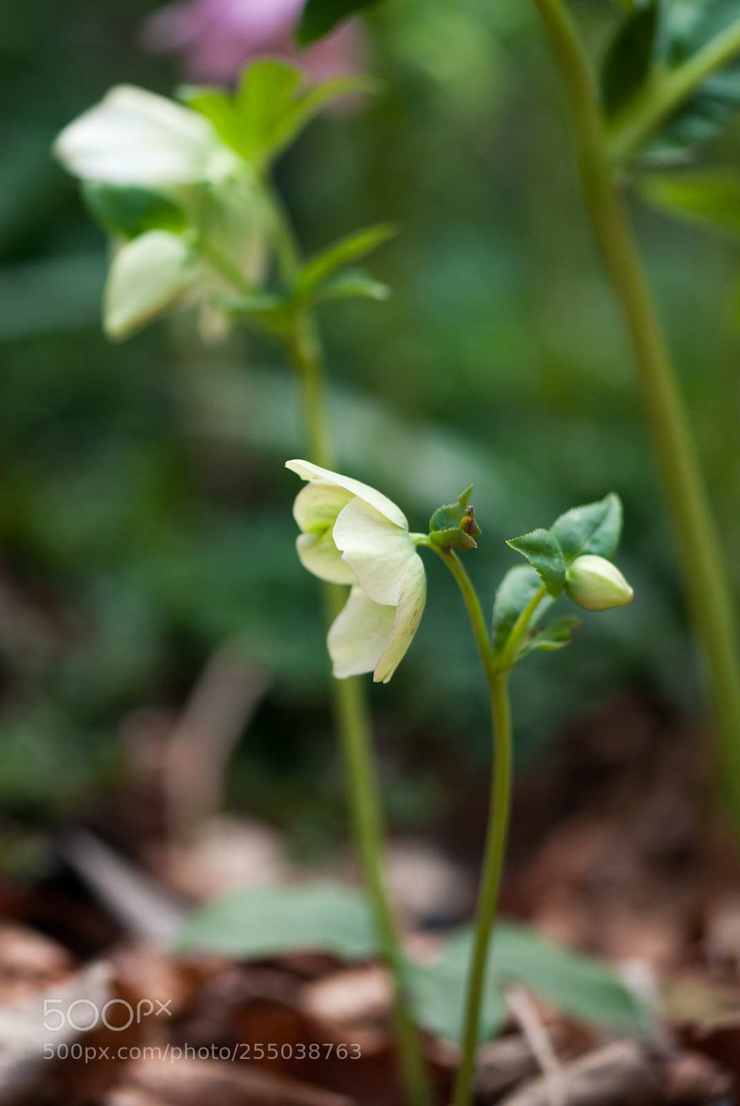 Nikon D60 sample photo. Light green hellebore photography