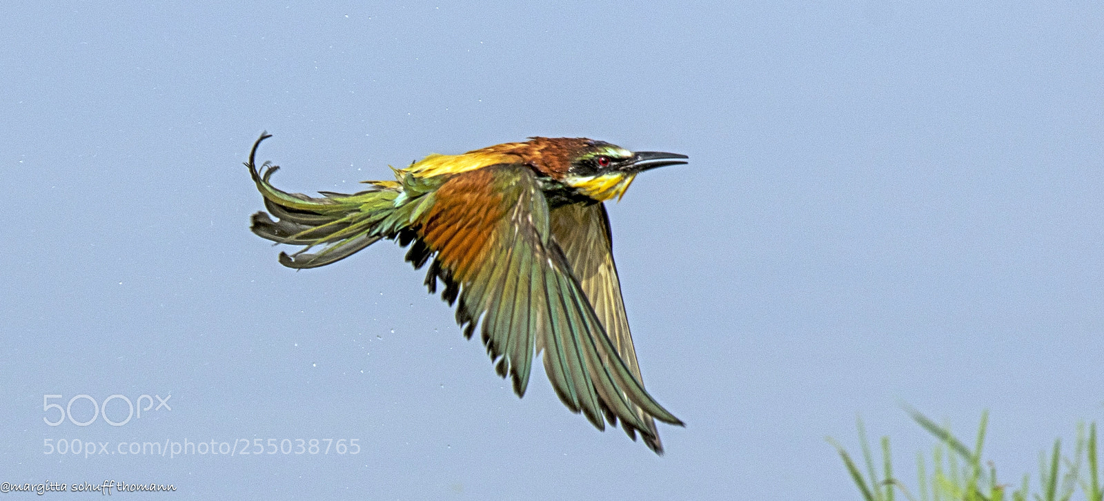 Canon EOS 7D Mark II sample photo. Bee-eater after a bath .. photography
