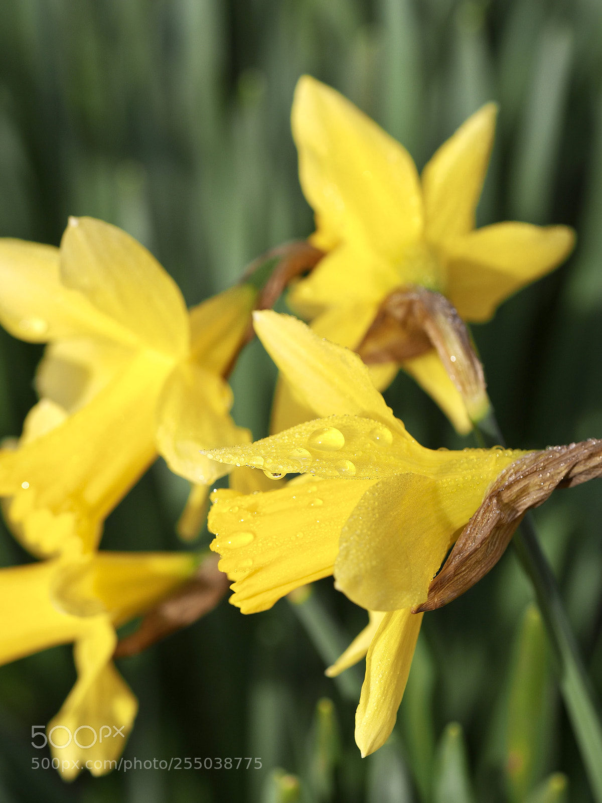 Olympus OM-D E-M10 II sample photo. Waterdrops photography