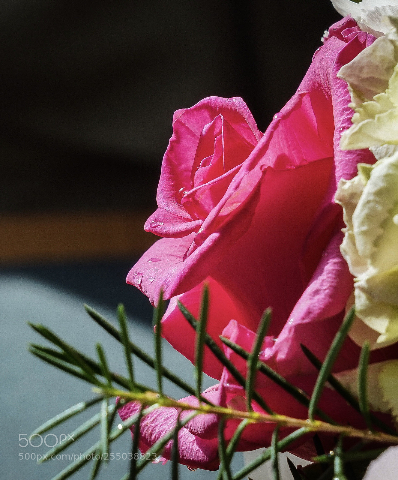 Sony a7R III sample photo. Rose photography