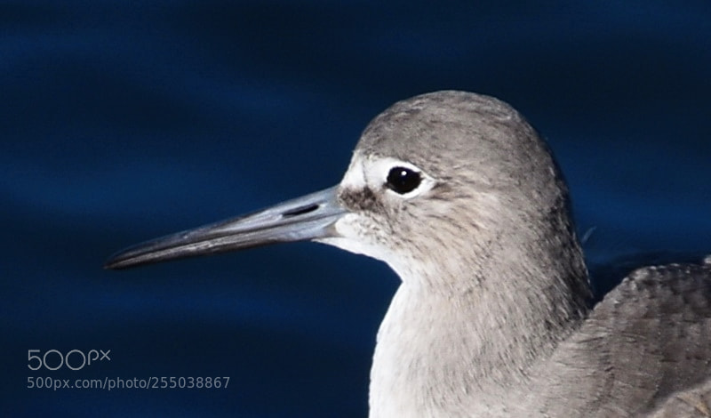 Nikon D7200 sample photo. Grey bird portrait photography