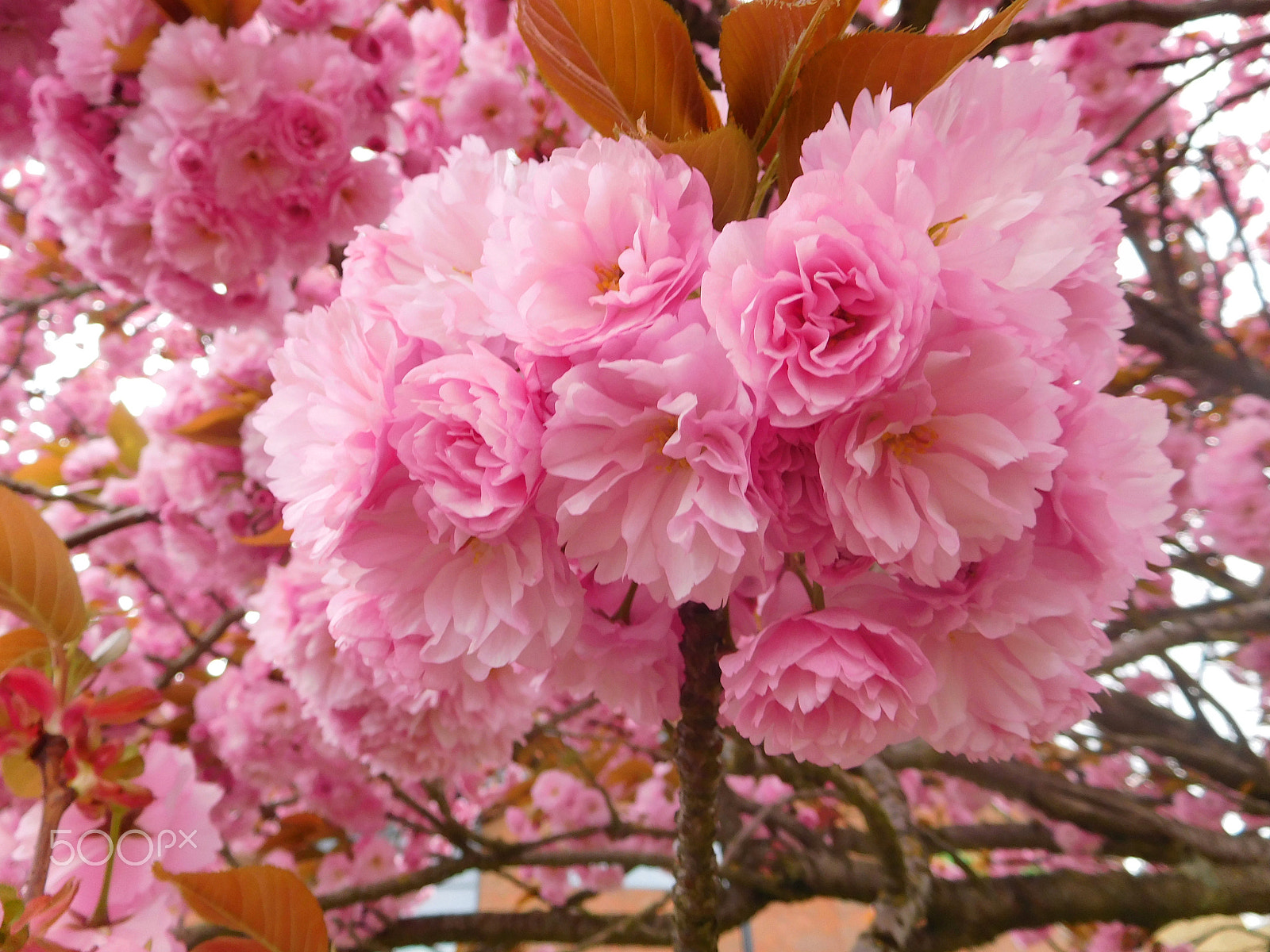 Nikon Coolpix S7000 sample photo. Blooming marvellous! photography