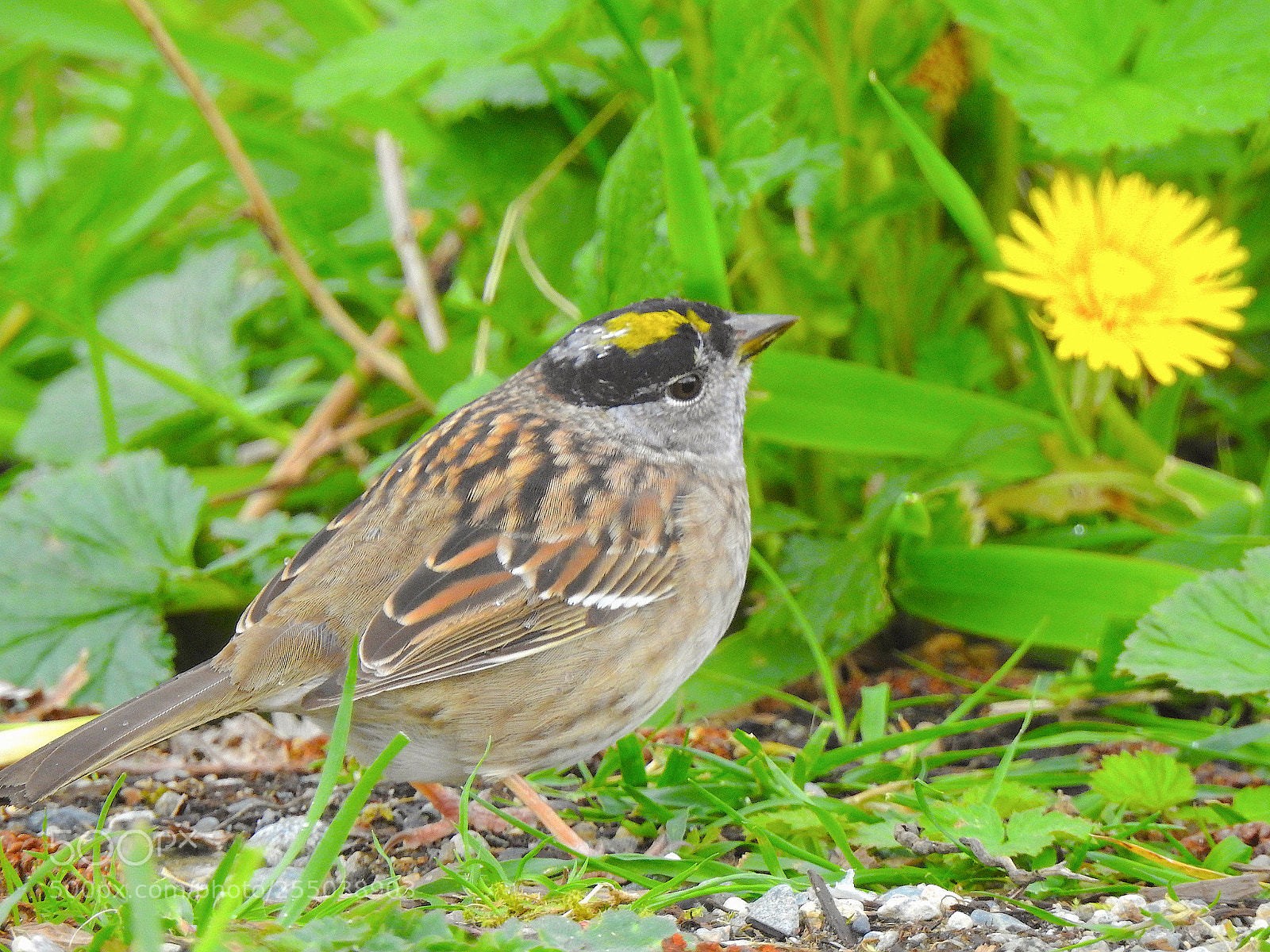 Nikon Coolpix P900 sample photo. Golden-crowned sparrow photography