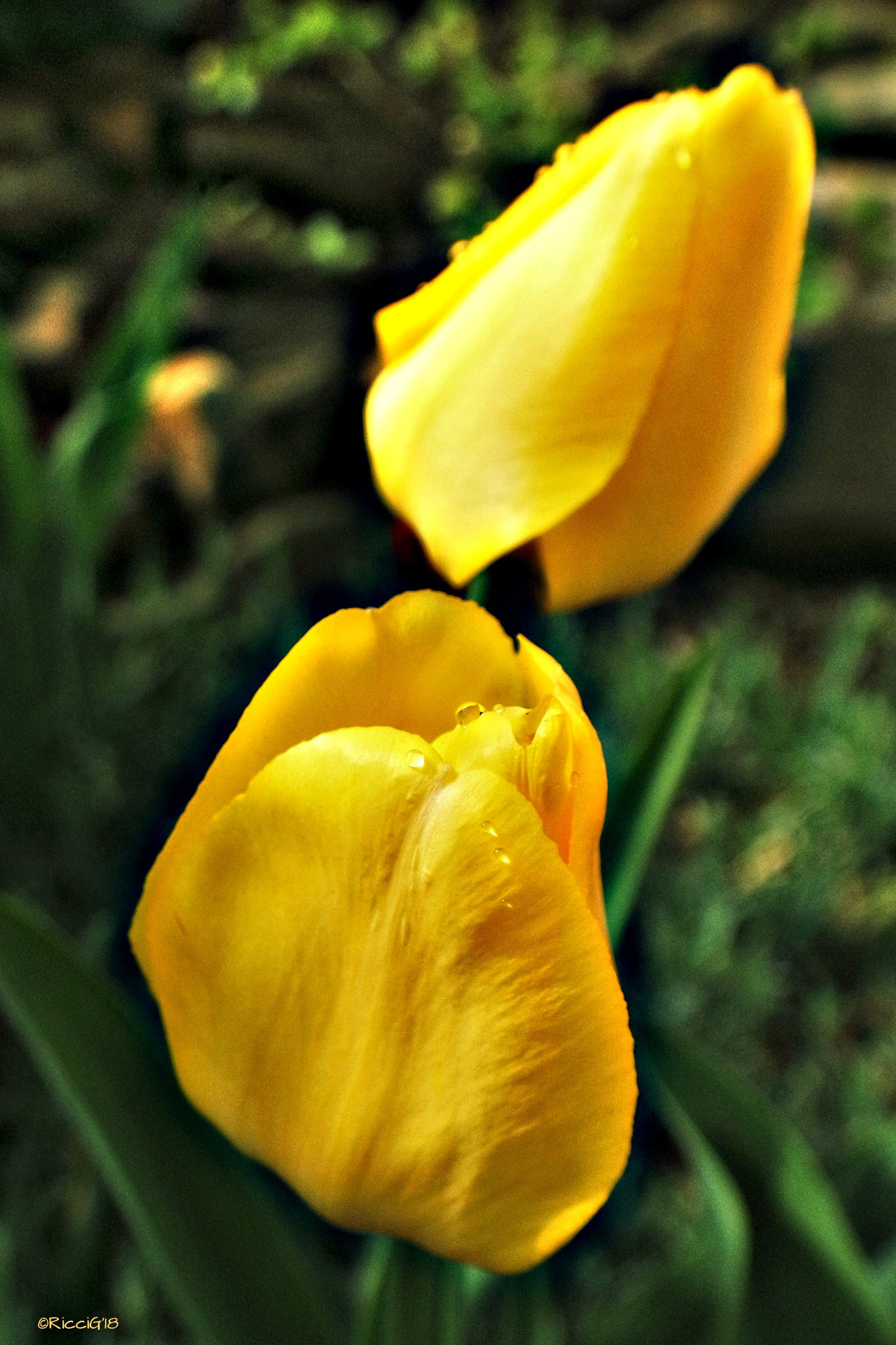 Samsung NX3300 sample photo. Yellow spring... 😉 photography