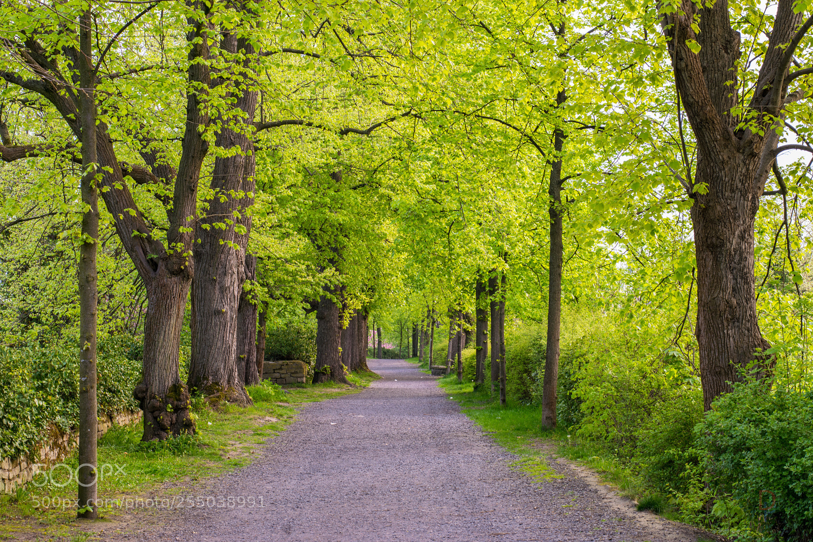 Nikon D5300 sample photo. Nature’s path photography