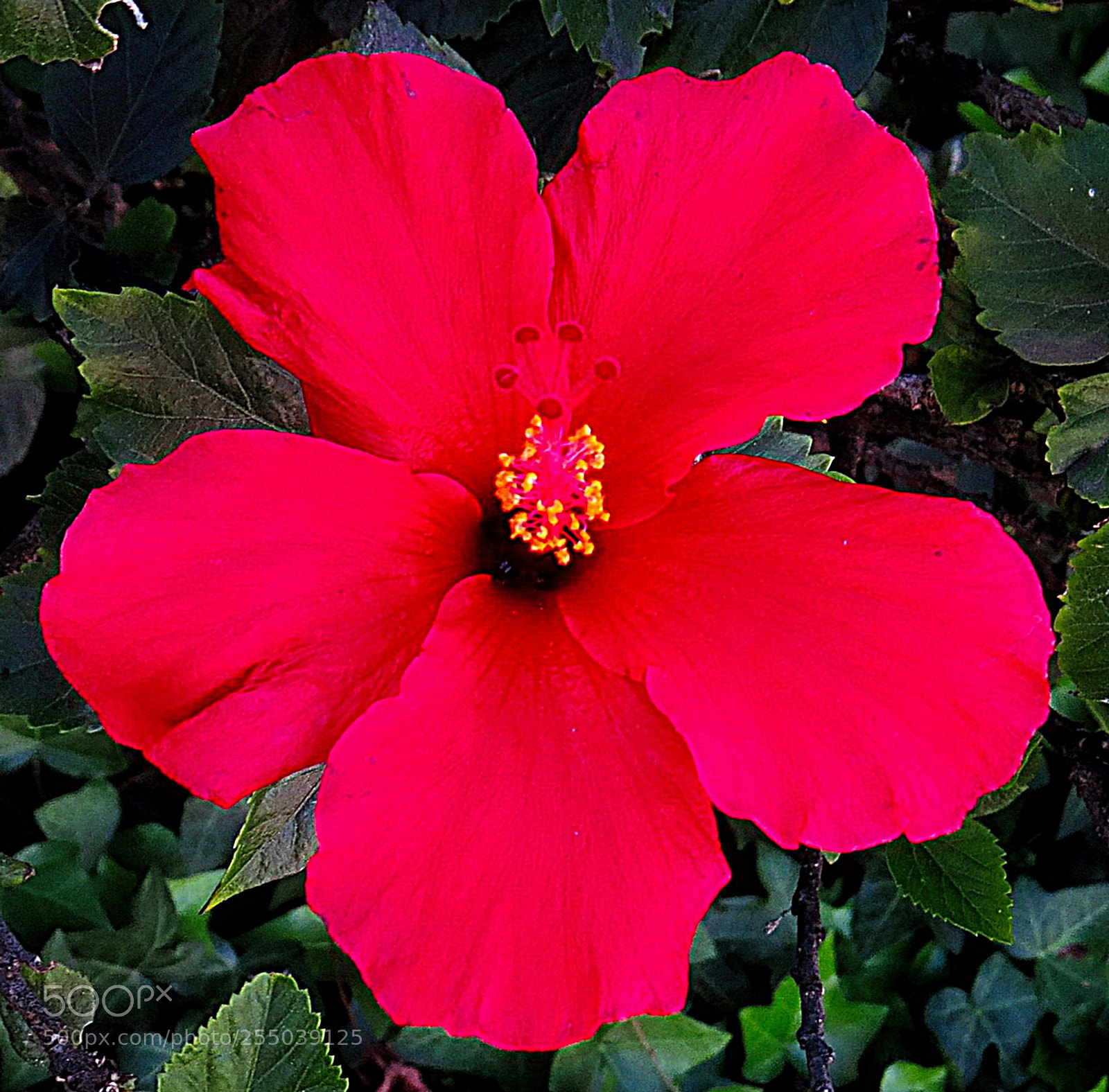 Canon PowerShot SX50 HS sample photo. Red hibiscus flower photography