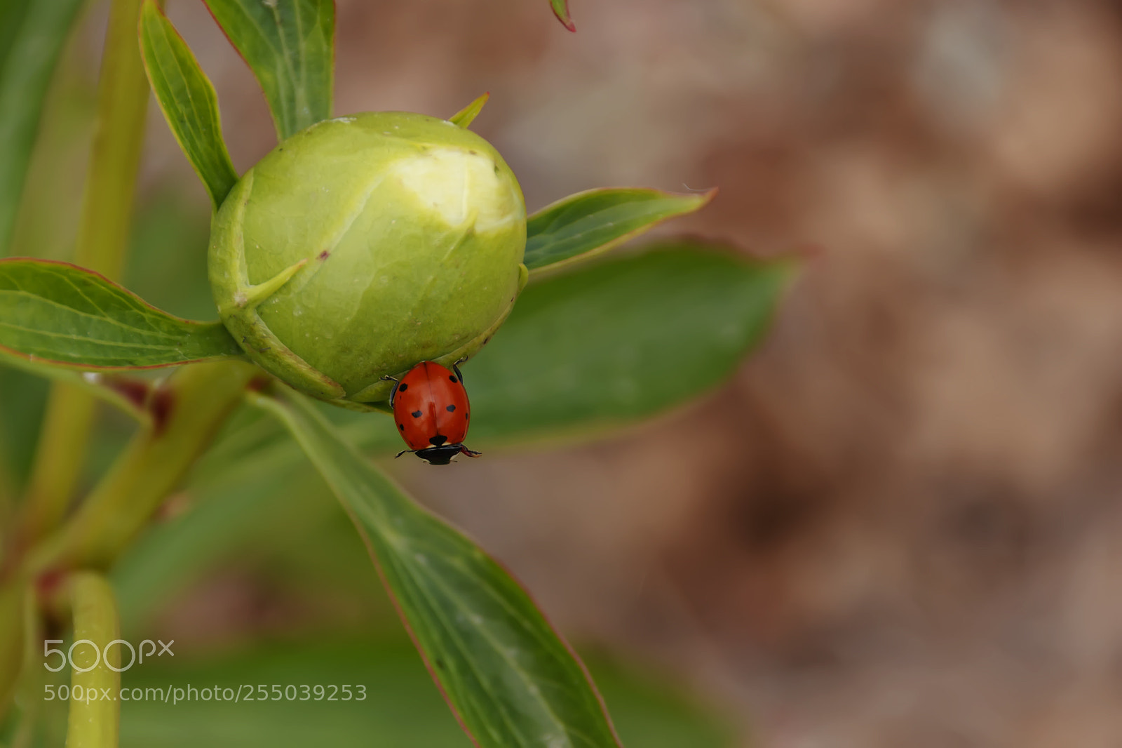 Canon EOS 80D sample photo. Ladybird on peony bud photography