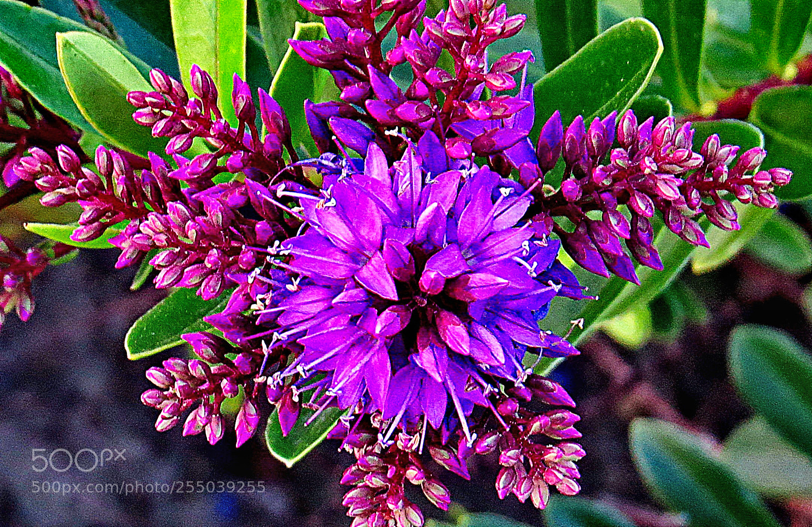 Canon PowerShot SX50 HS sample photo. Purple flower photography