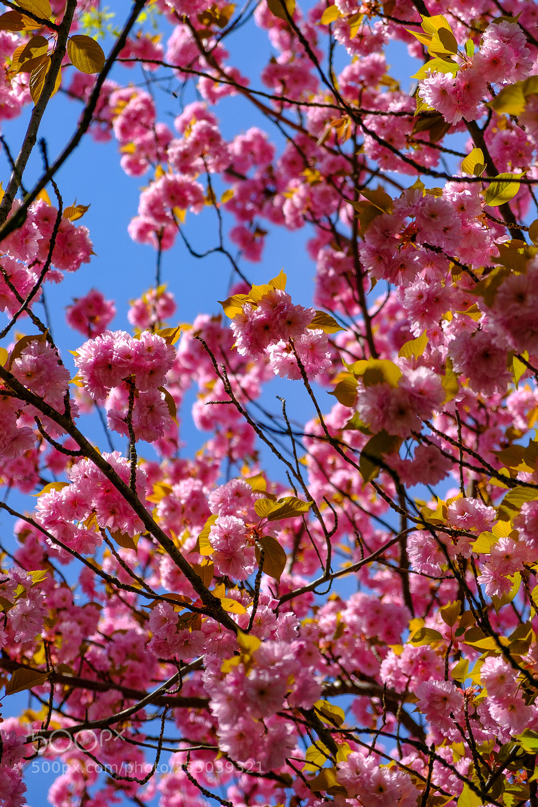 Fujifilm X-T20 sample photo. Frühlingsfarben photography