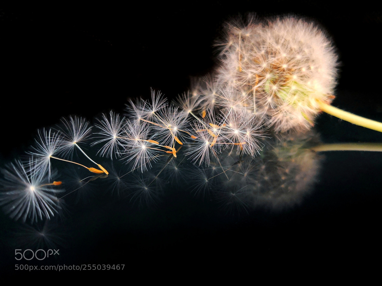 HUAWEI Mate 10 Pro sample photo. Dandelion on the office photography