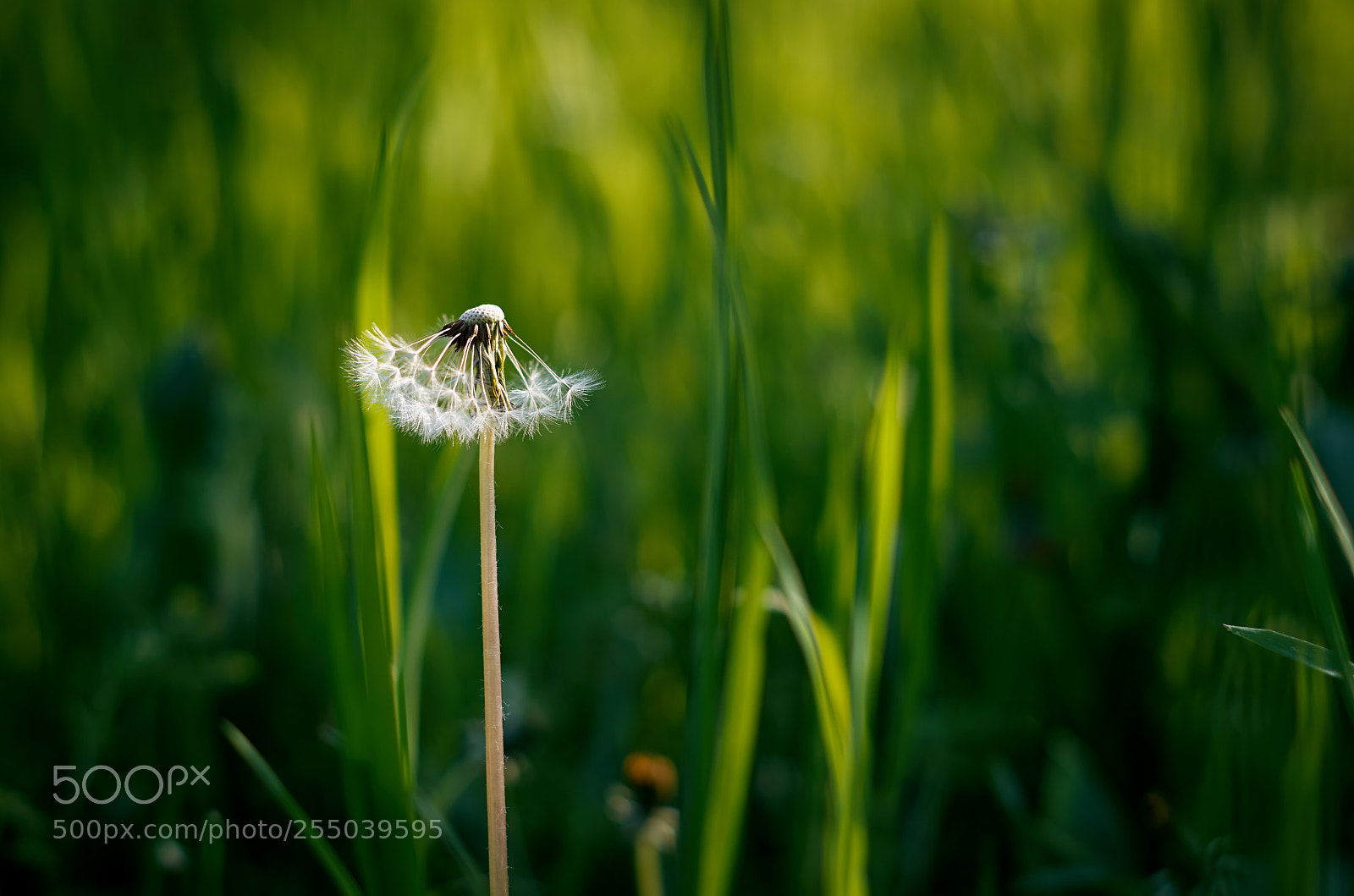 Pentax K-30 sample photo. The blowball photography